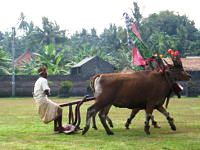 Web Bali Cow race