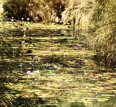 Kimberley creek lilies